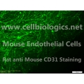 C57BL/6 Mouse Primary Carotid Artery Endothelial Cells
